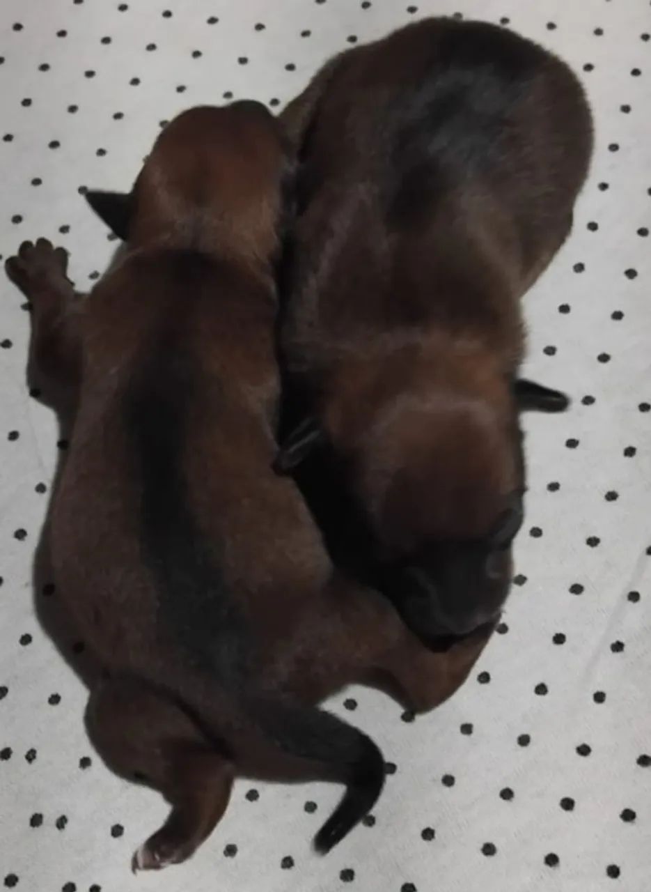 Pinscher  - Foto 2