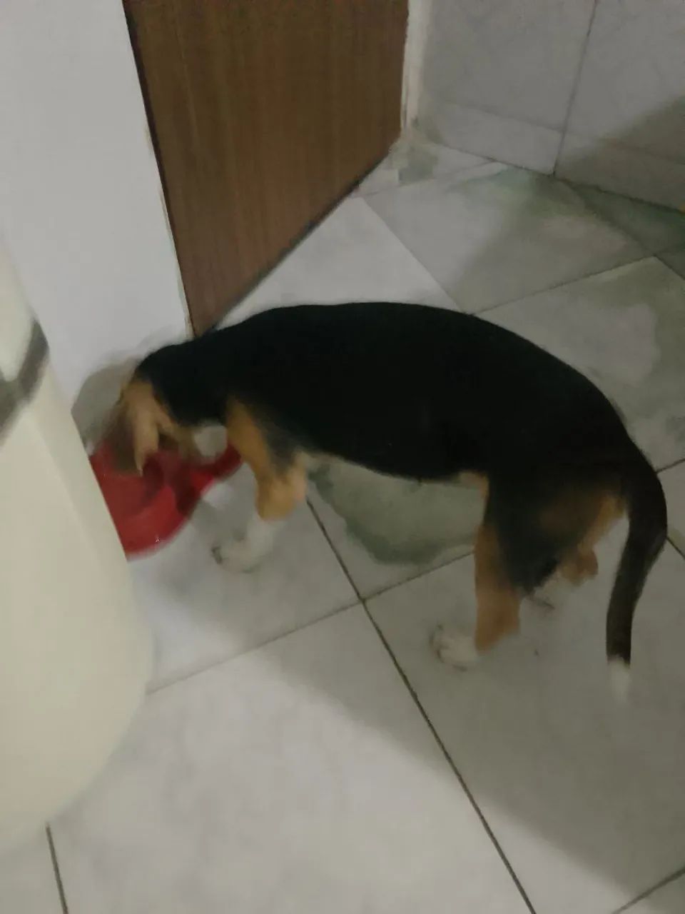 Beagle macho filhote  - Foto 2