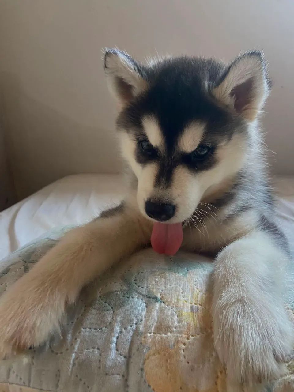 Husky siberiano macho