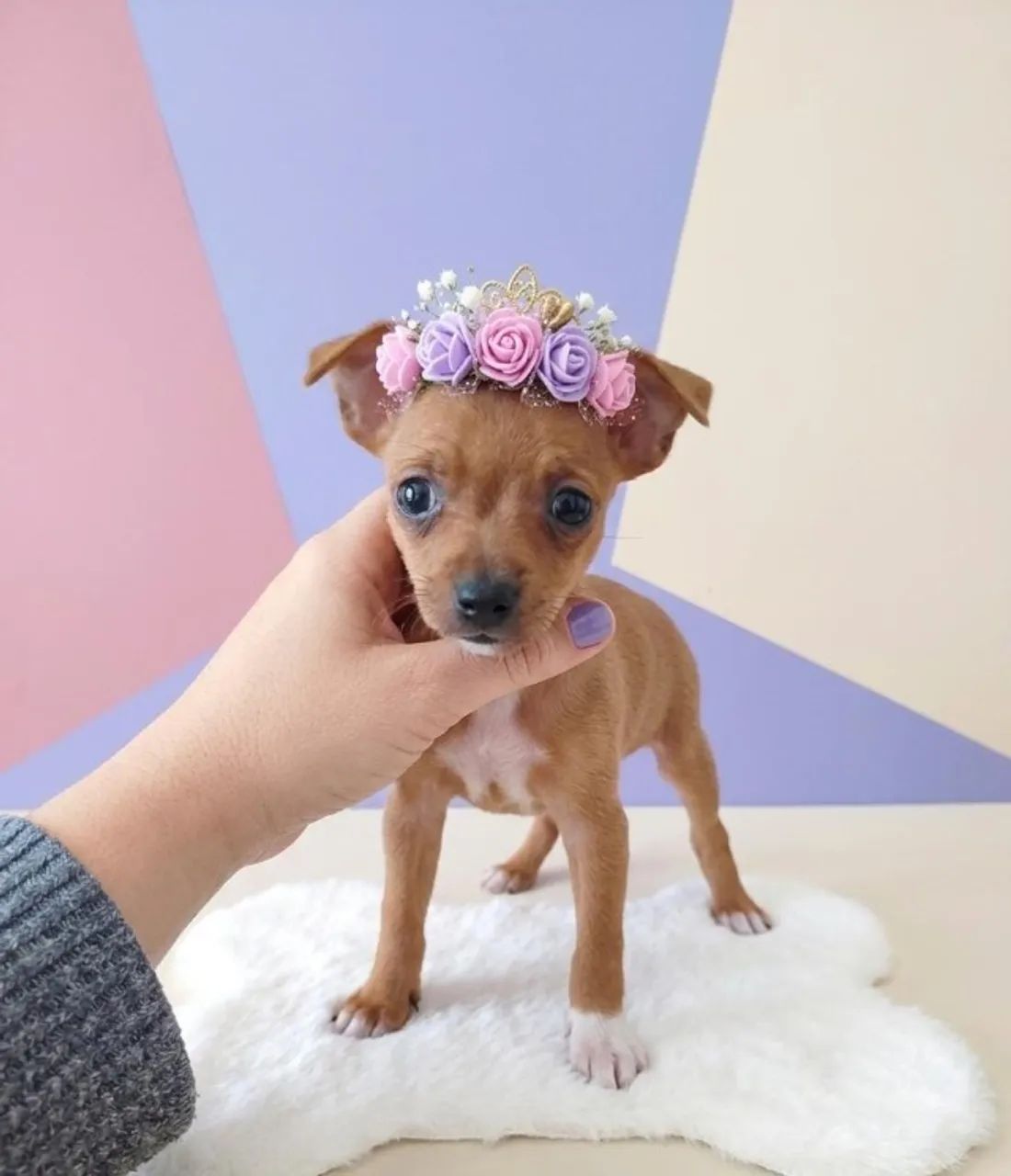 Pinscher Filhote Exemplar