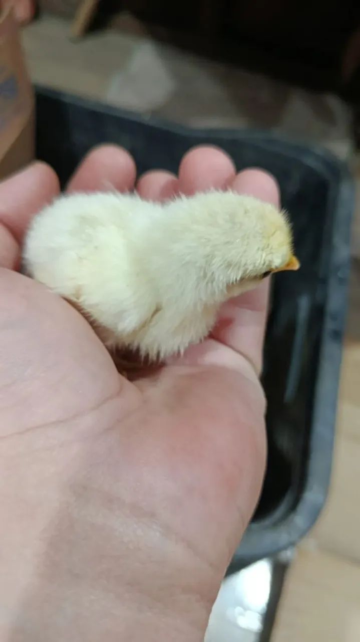 Vendo galizezinha com pintinhos  - Foto 4