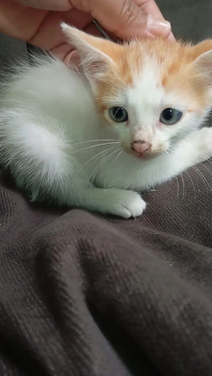 adoção gatinhos 3 fêmea 1 macho  - Foto 3