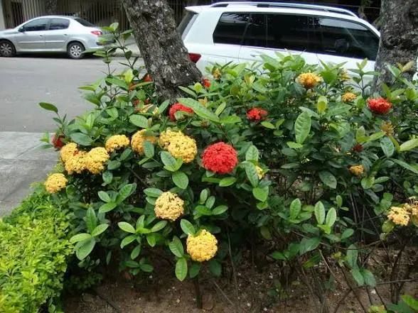 Jardinagem e Paisagismo 