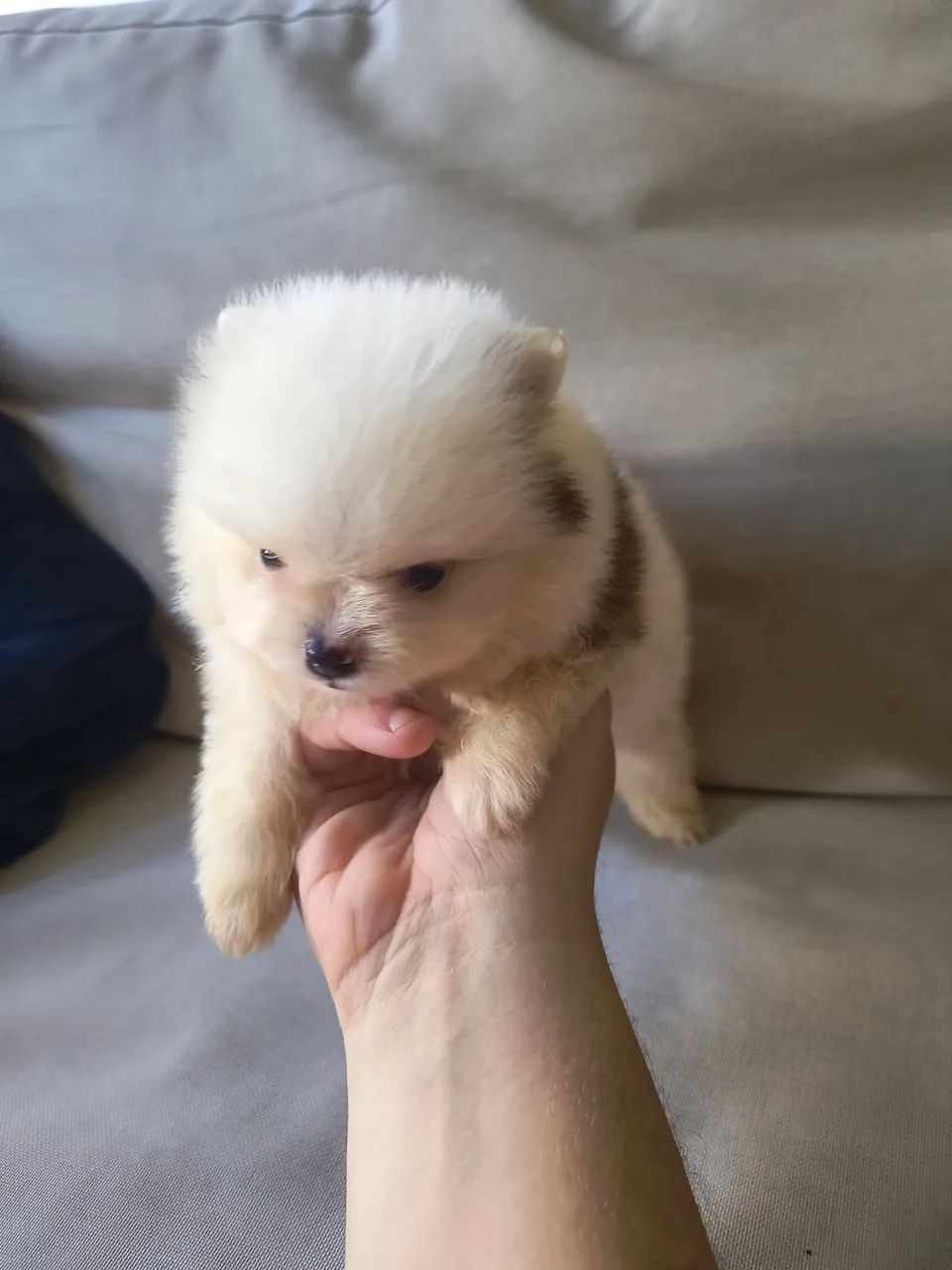 Spitz alemão  - Foto 2