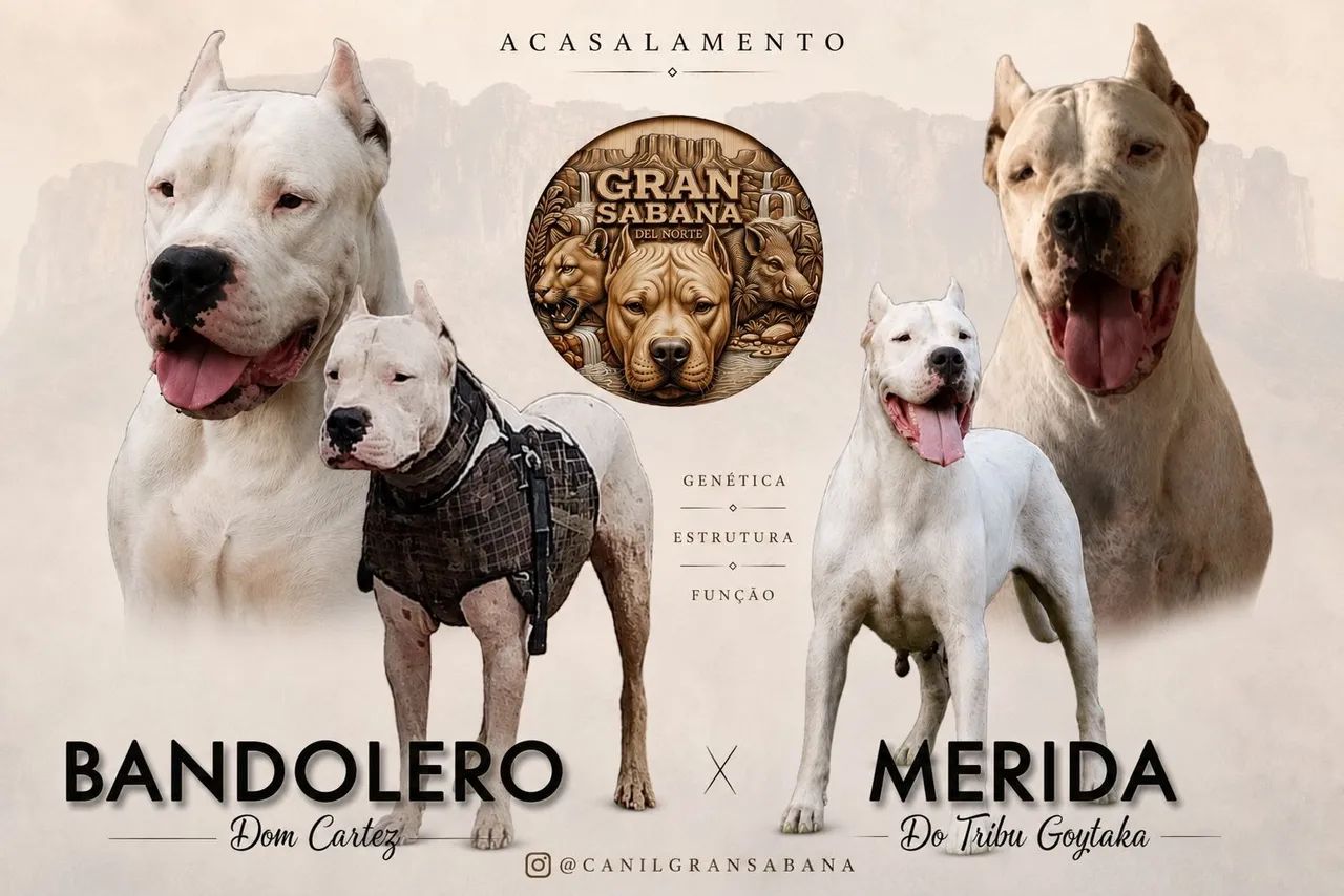 Filhotes de Dogo Argentino 