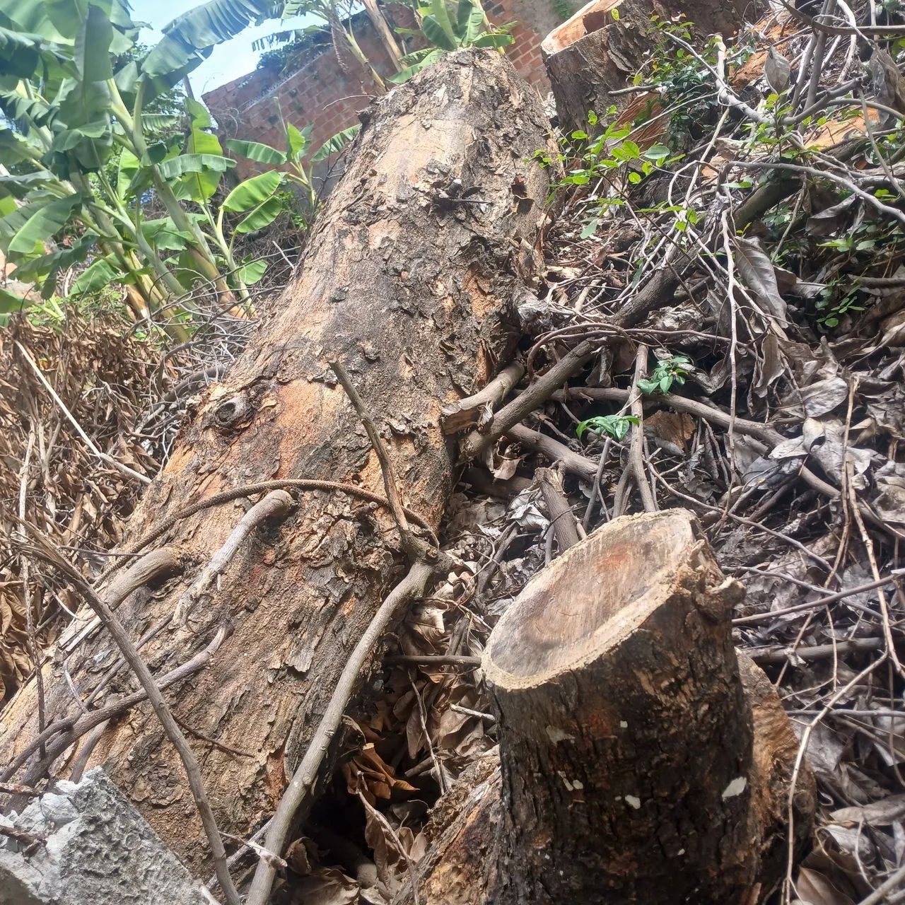 Tronco bruto de 3 metros  - Foto 4