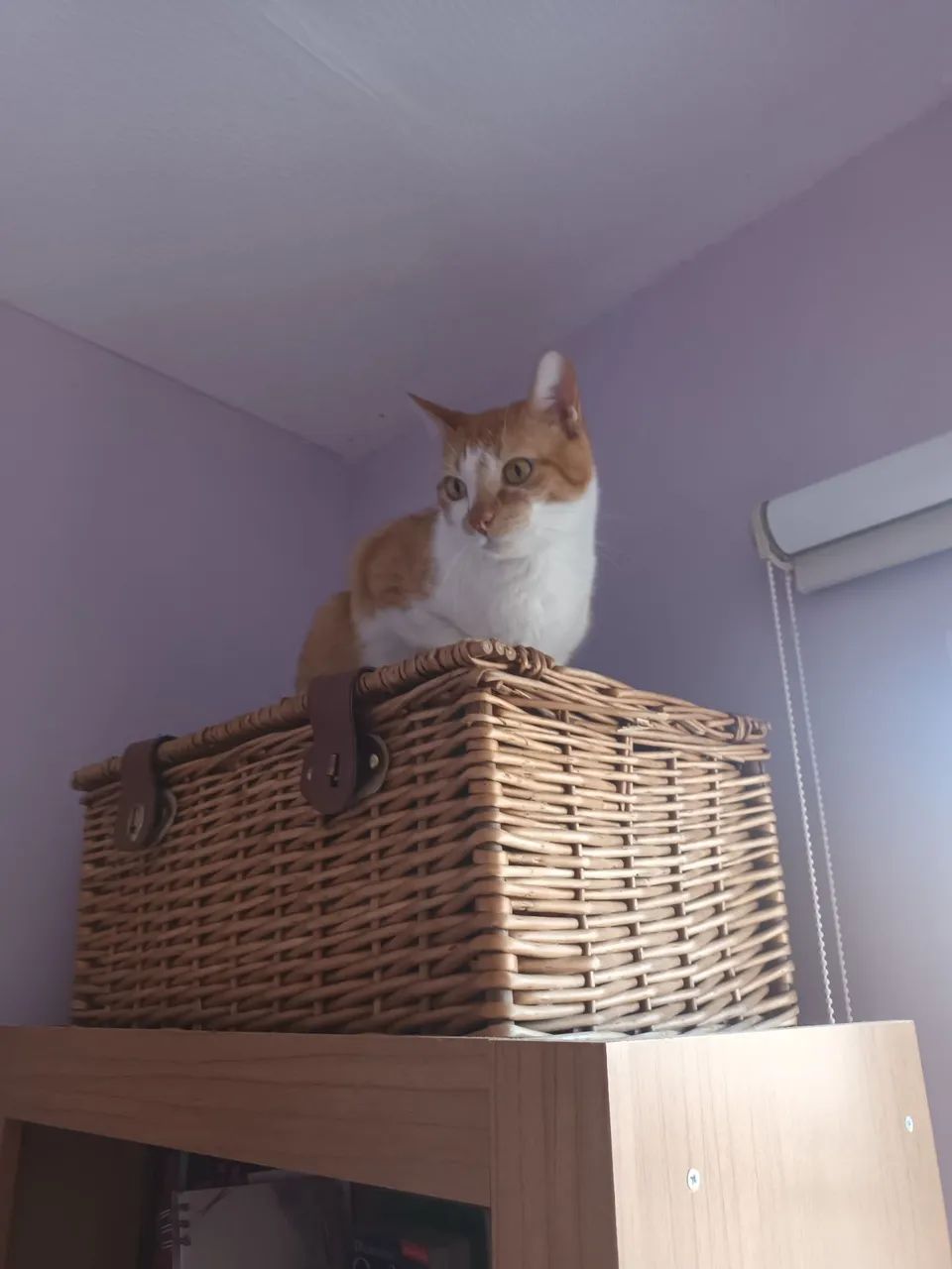Gatos - Foto 3