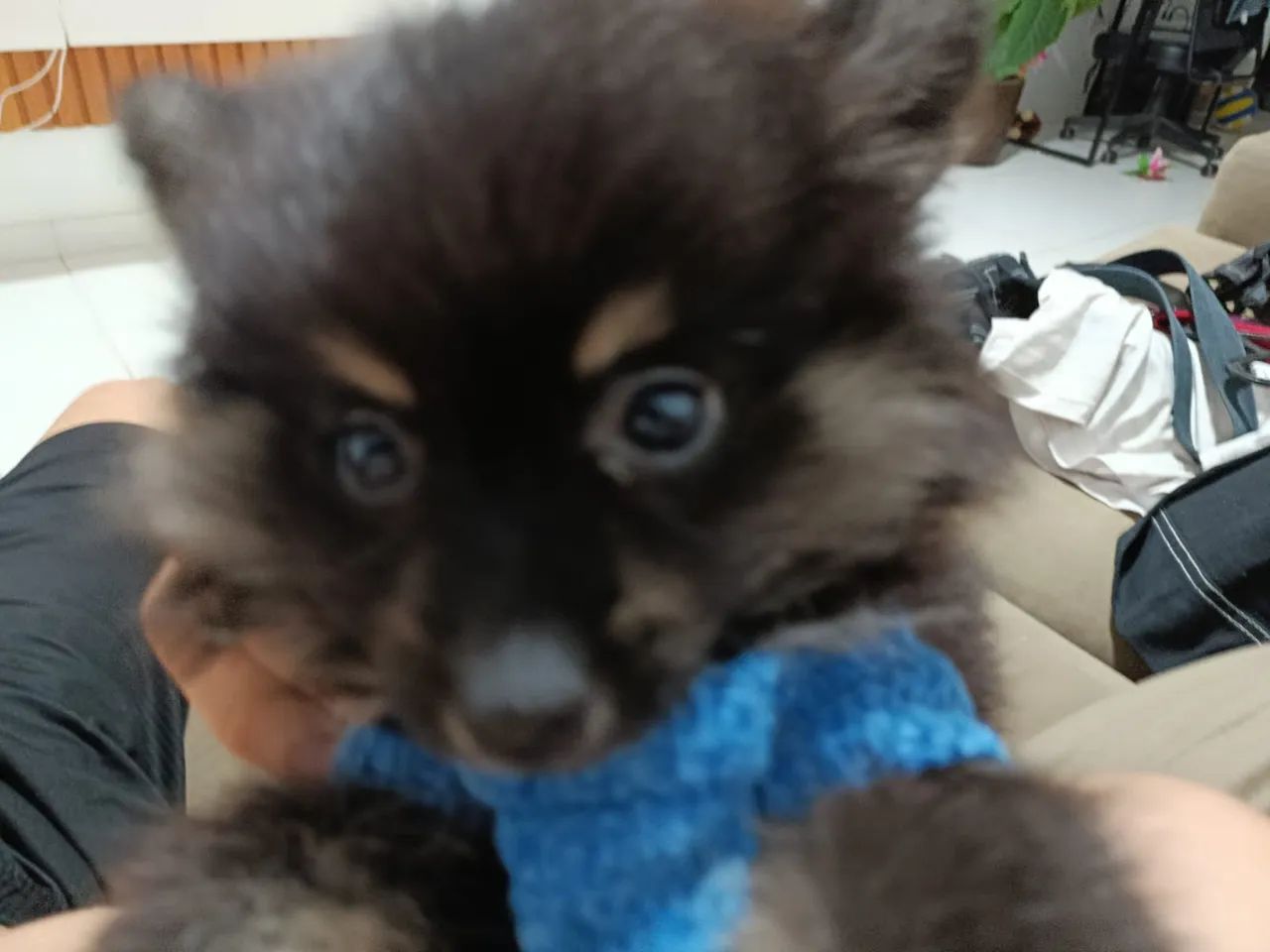 Spitz alemão  - Foto 3