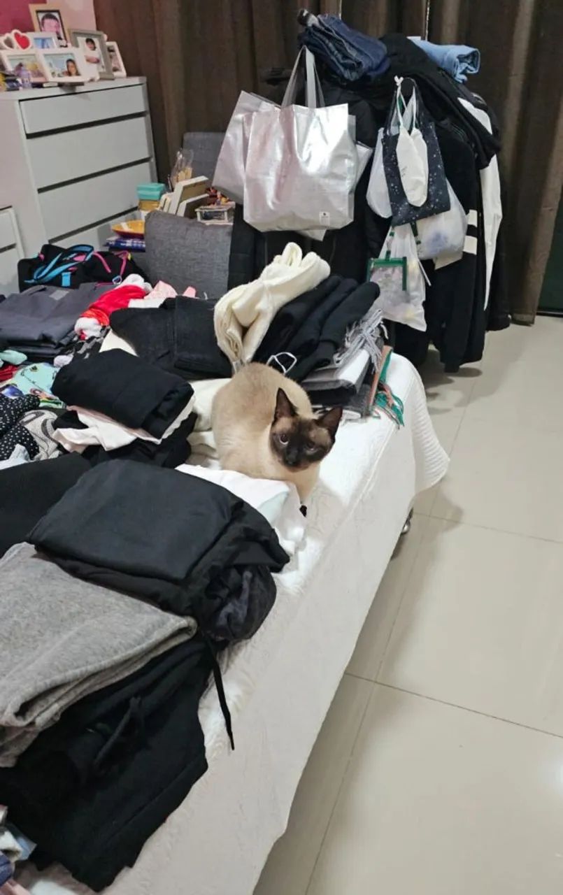 Gato siamês  - Foto 2