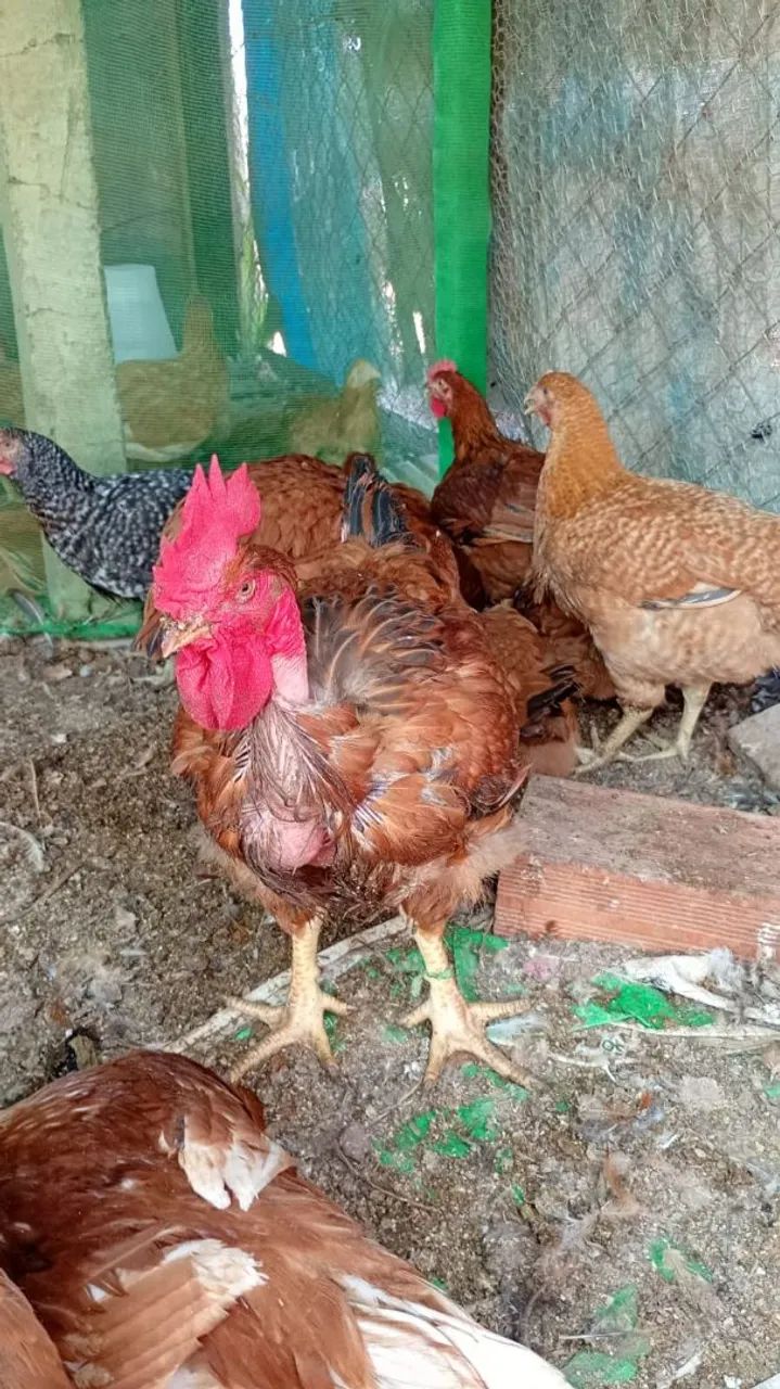 Frango Semi-Caipira - Foto 5