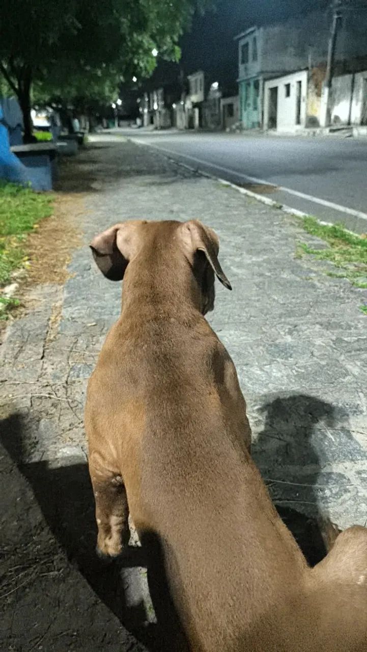 Pitmonster  vende-se  - Foto 4