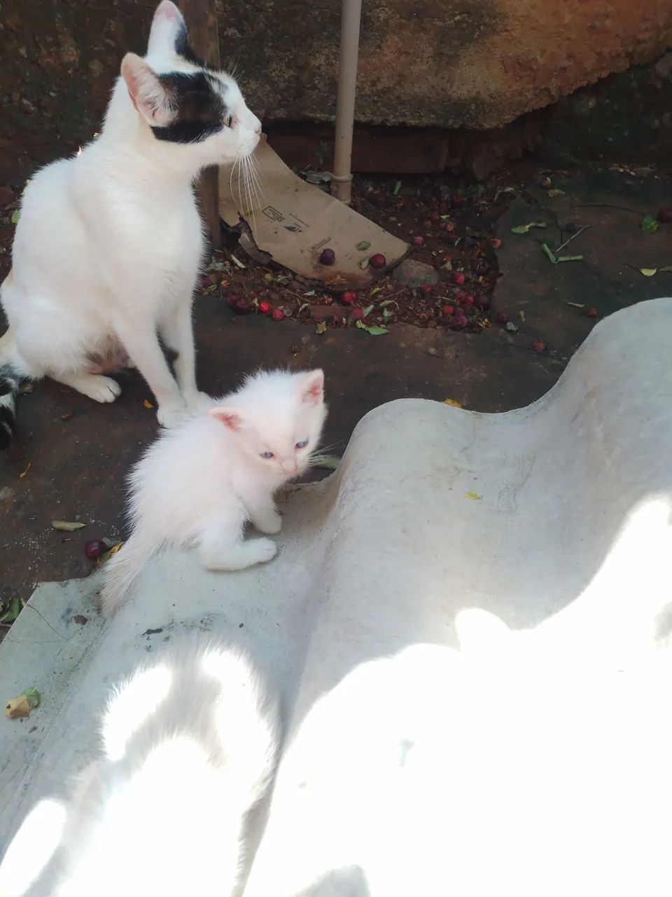 Gatinhos pra doação 