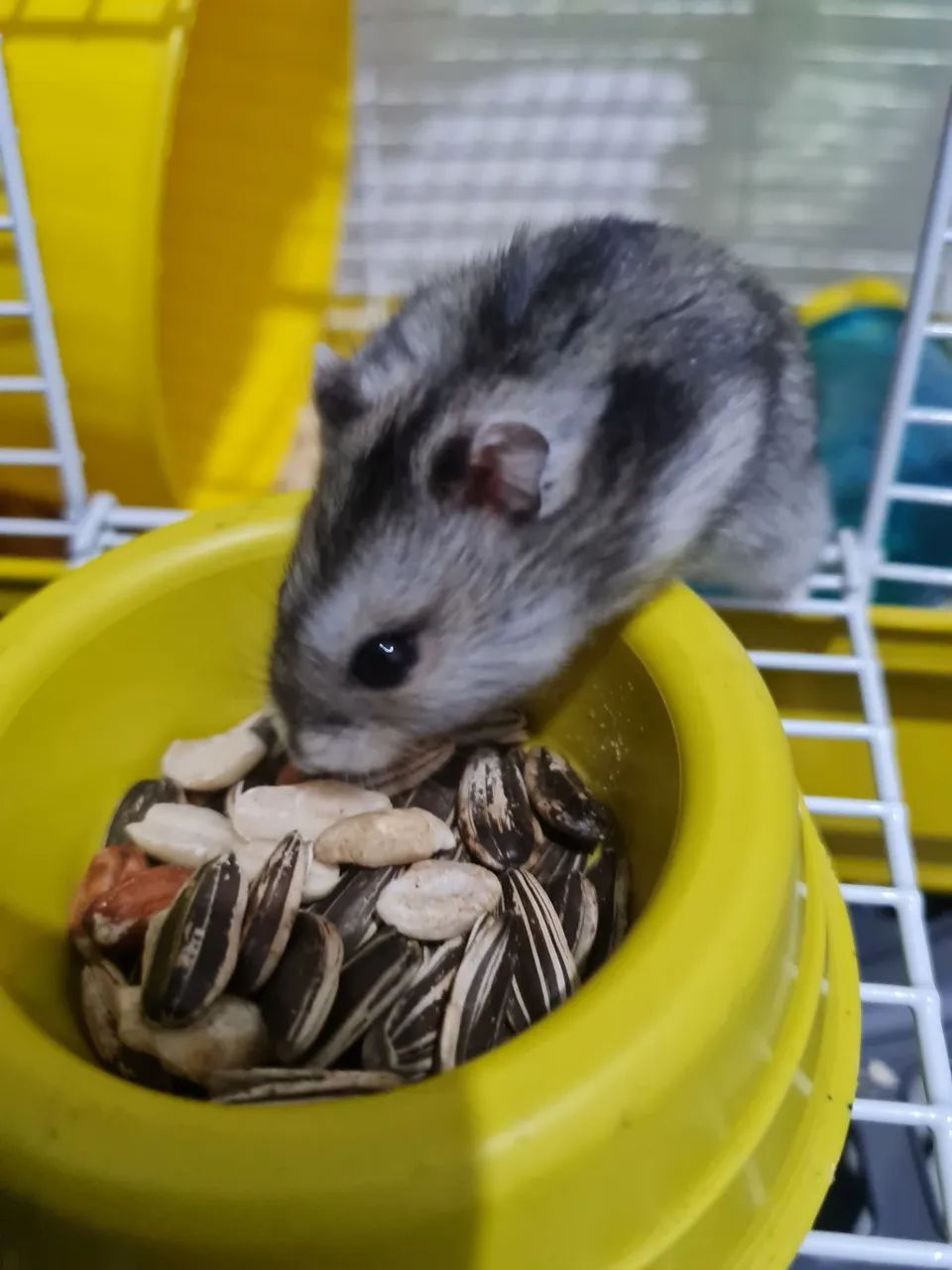 Hamster ? +Gaiola 