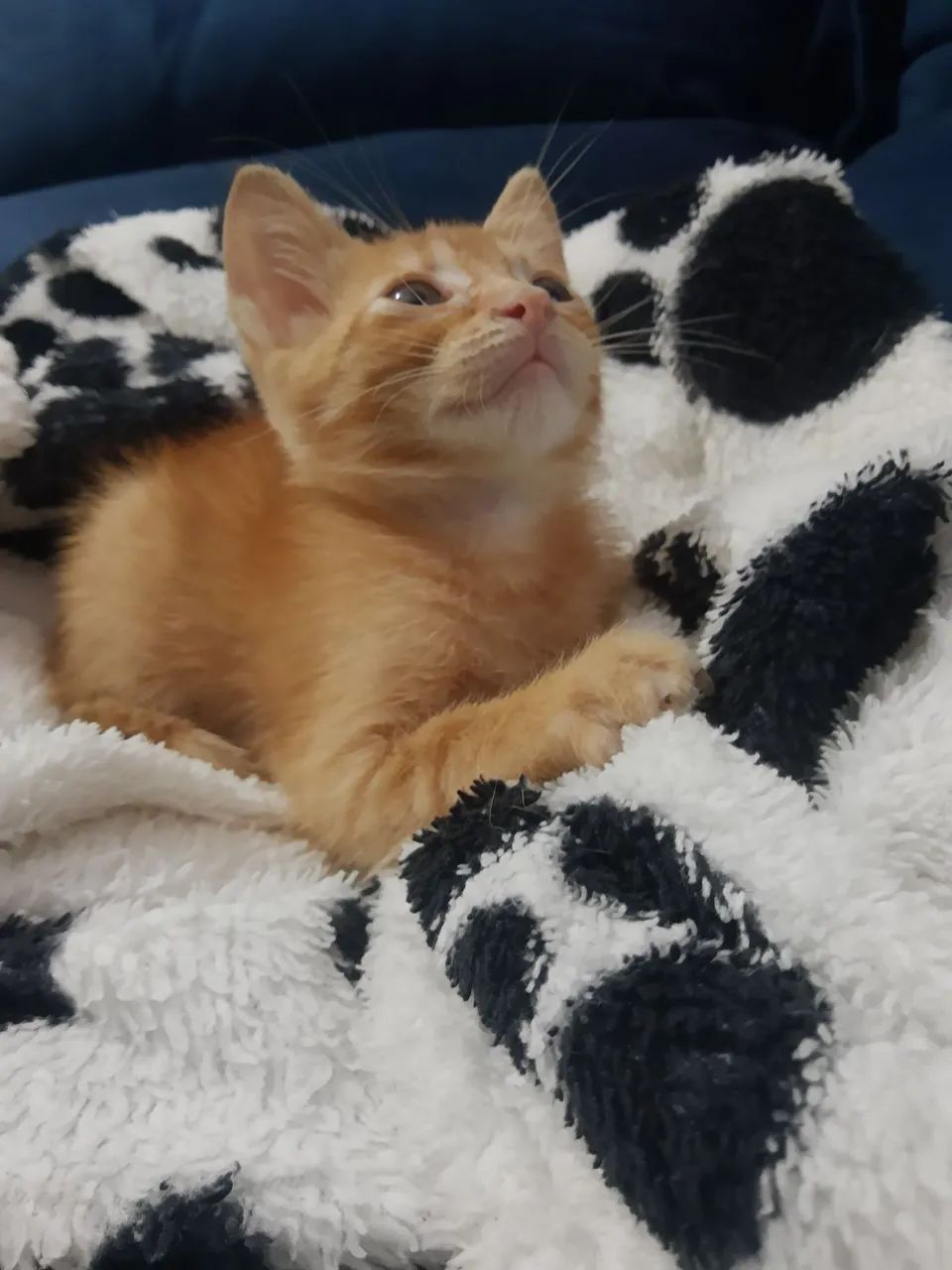 Doação de gato  - Foto 3