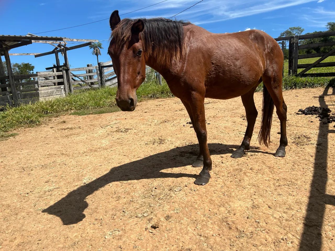 Cavalo Feroz  - Foto 3