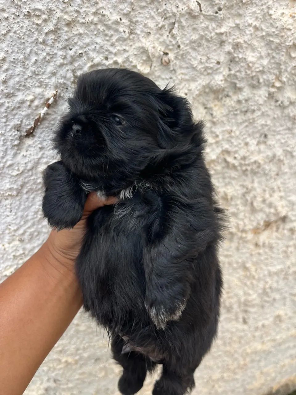 Shihtzu Macho Preto - Foto 3
