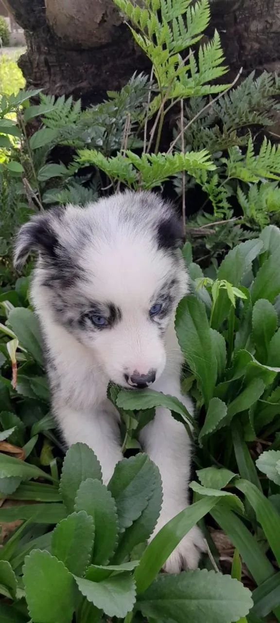 Border collie