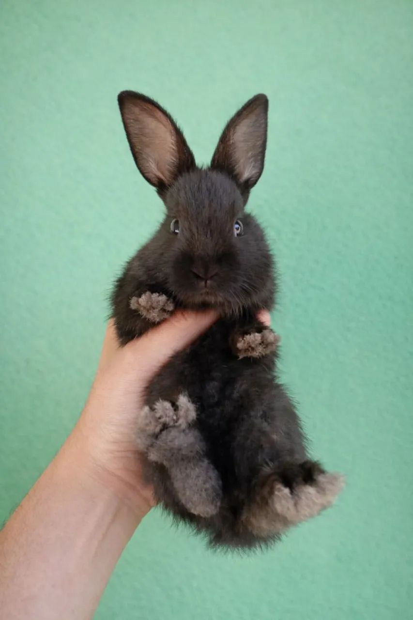 Vende-se coelhos - Foto 5