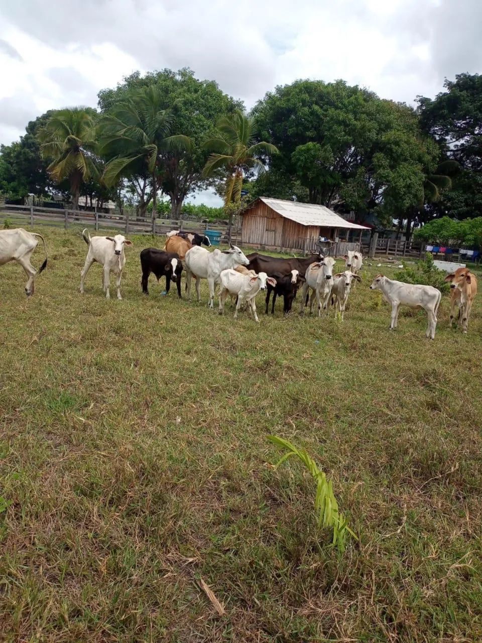 Vende-se ou TROCA-se fazenda Porteira fechada - Foto 4