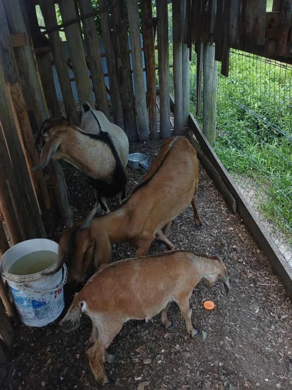 Casal de cabras 