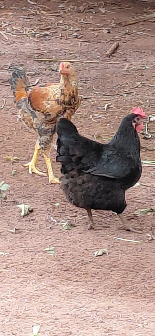 Frango Caipira  - Foto 5