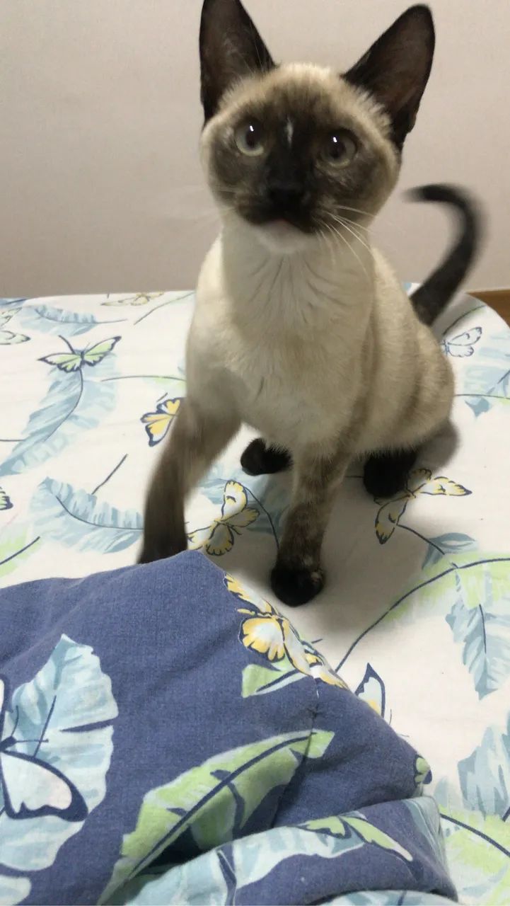 Adoção responsável  - Foto 3