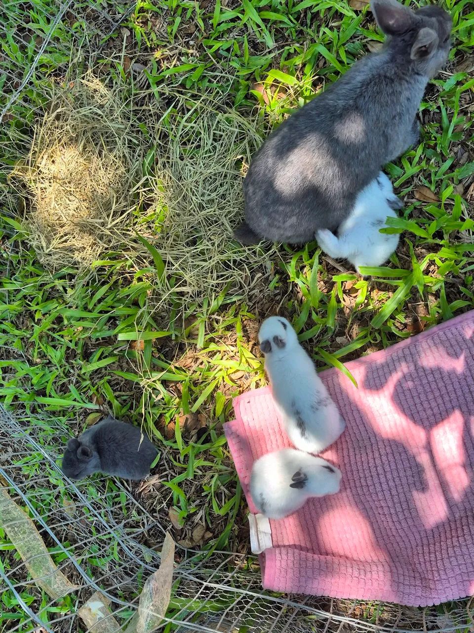 Vendo filhotes de coelho  - Foto 2