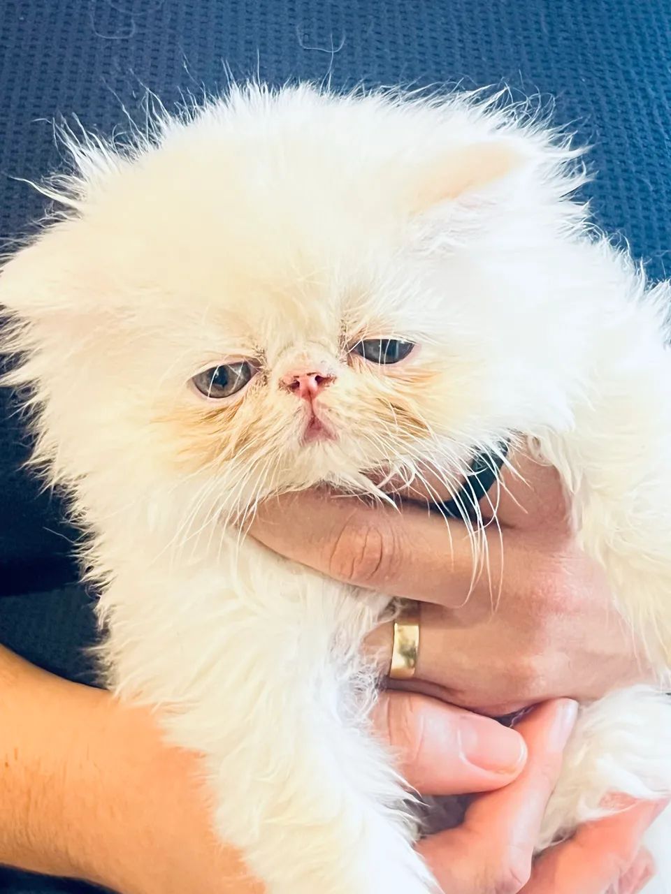 Filhotes de Gato PERSA 100% PUROS - Foto 4