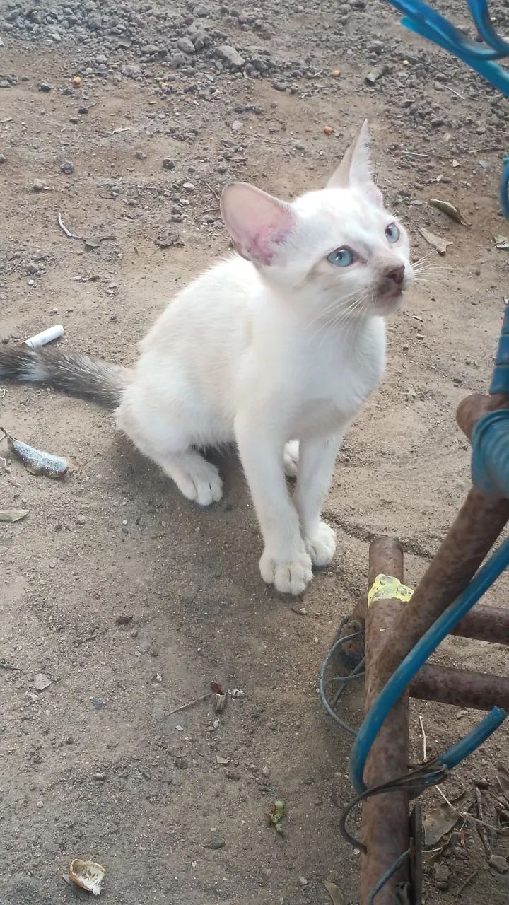 Doação de gato 