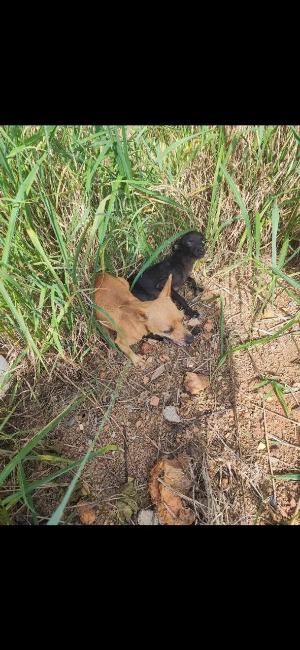 Pinscher  - Foto 5