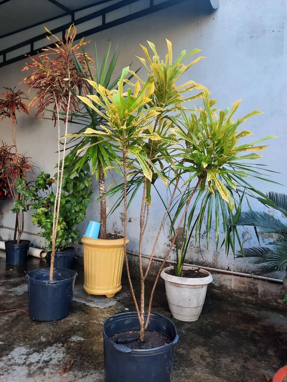 Lindas plantas  variadas  - Foto 5