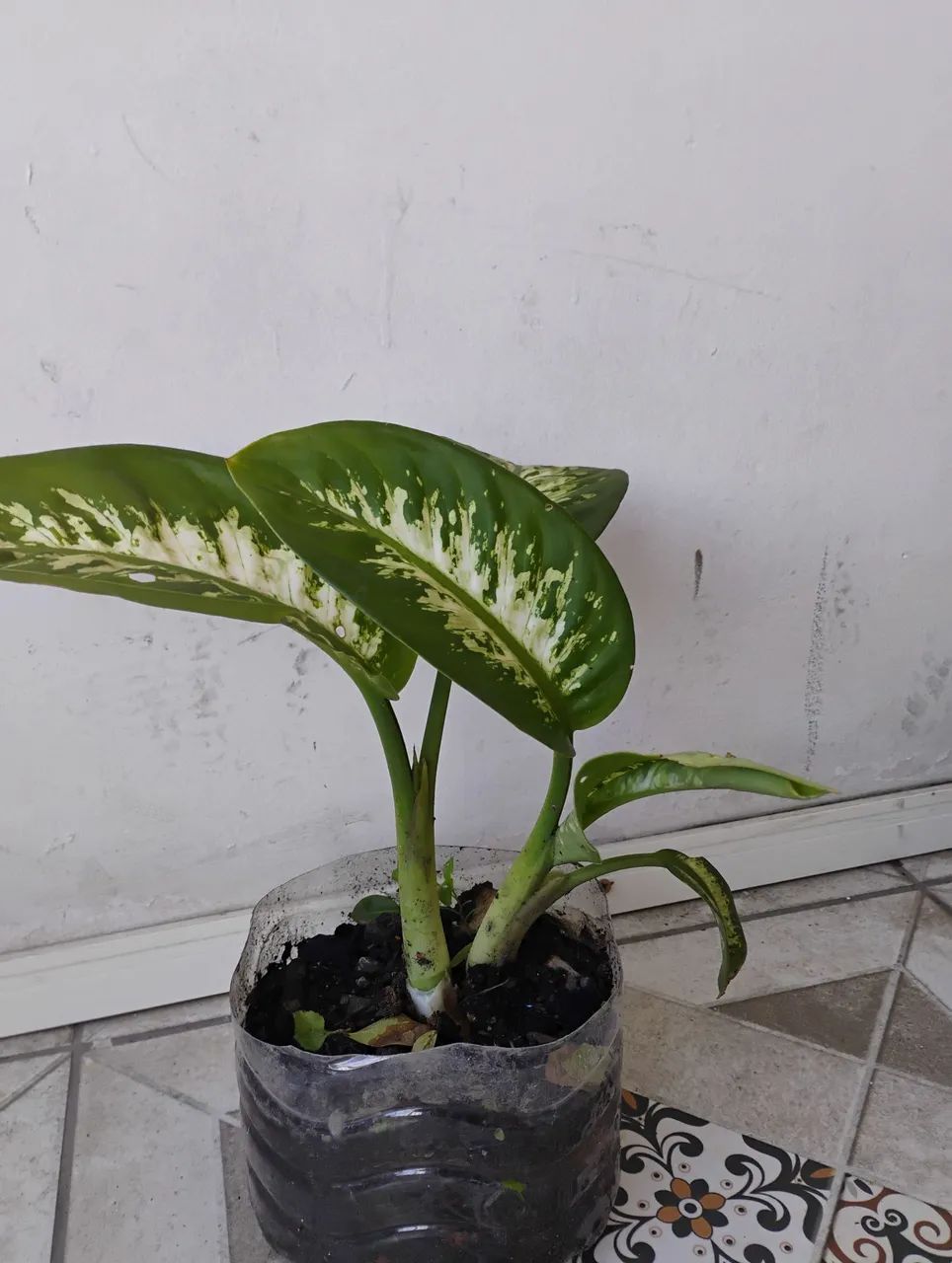 Planta comigo ninguém pode 30 cm - Foto 2