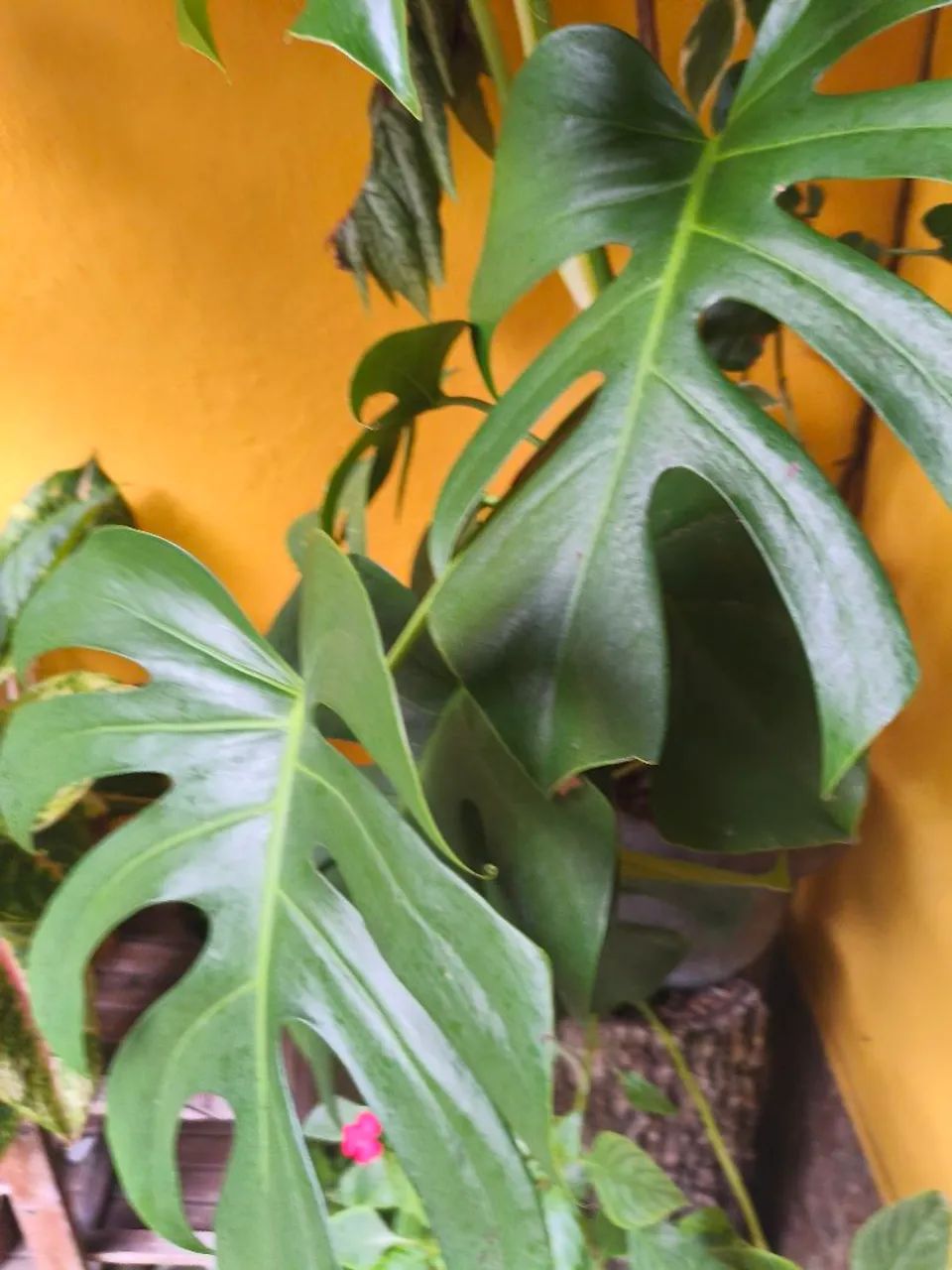 Planta saudável  - Foto 5
