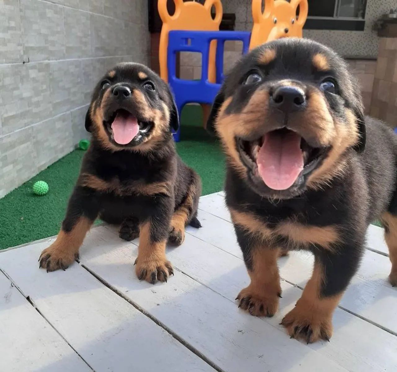 Rottweiler grandão e super amoroso 