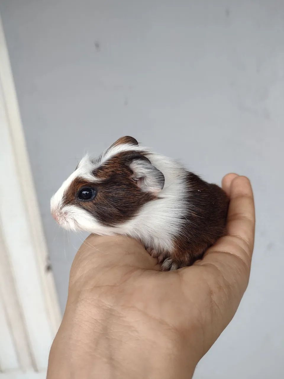 FILHOTES DE CUY CUY ( PORQUINHO DA INDIA)  - Foto 3