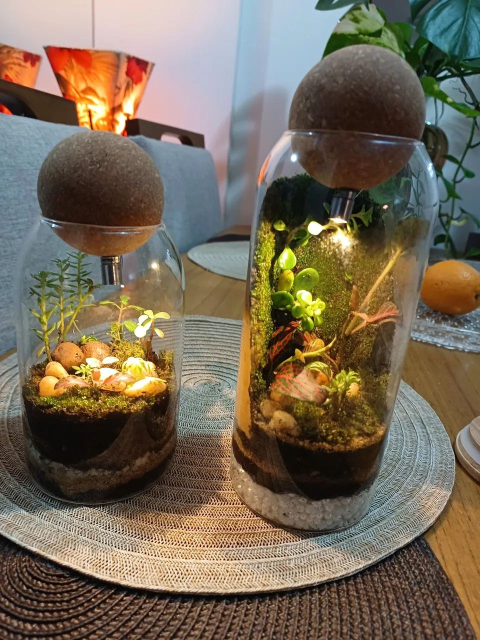 Terrários  - Foto 5