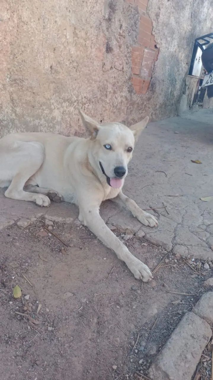 Doa-se husky siberiano - Foto 2