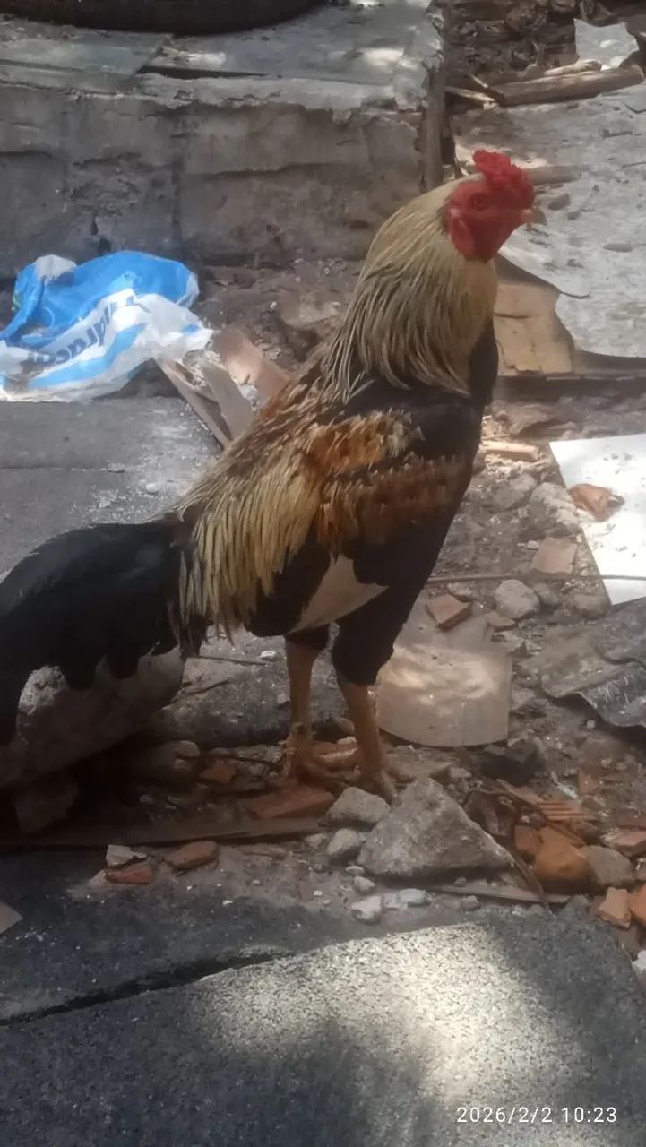Galo indiano 