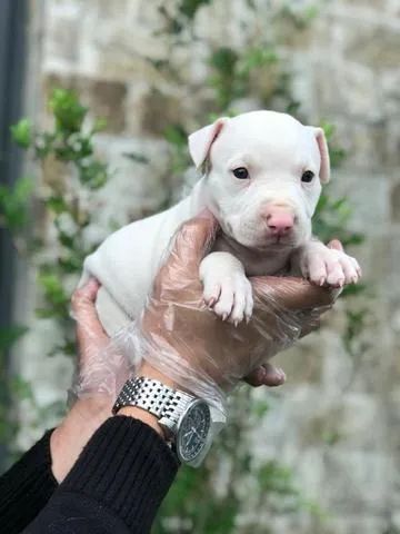Pitbull com Segurança na Compra e Suporte - Foto 2