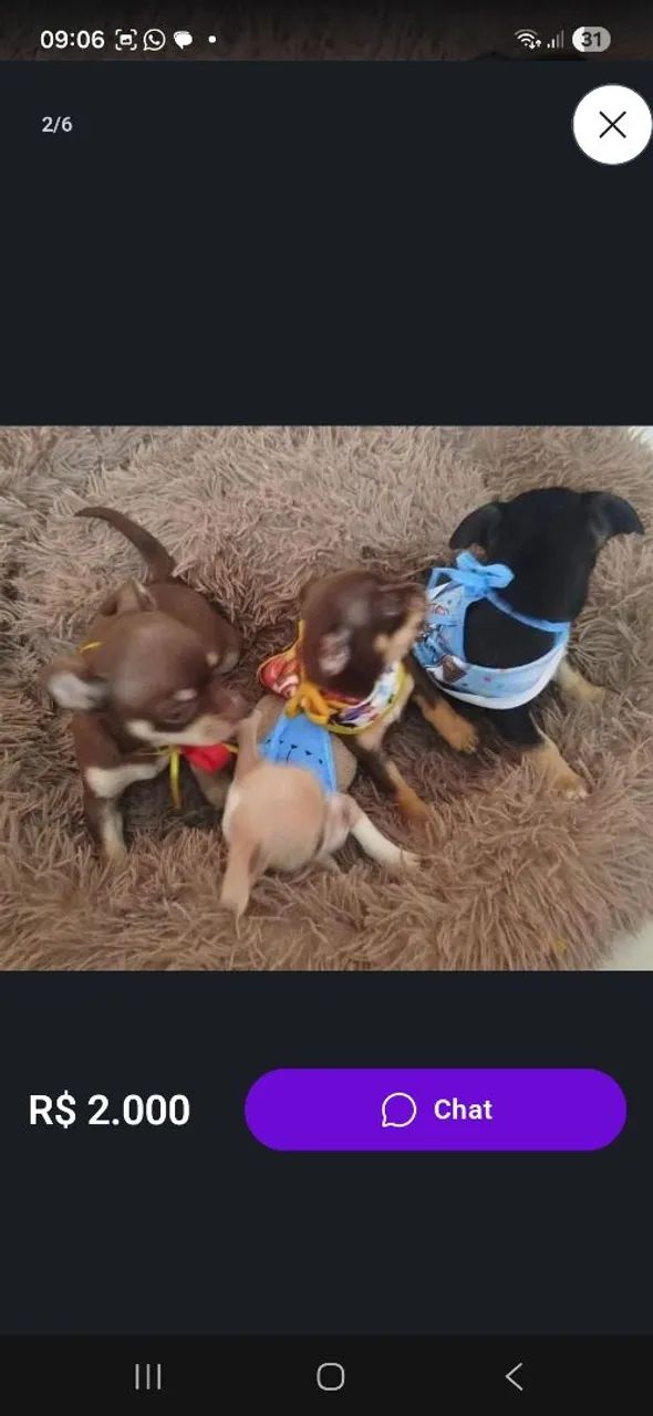 Chiuahua cabeça de maçã. - Foto 2