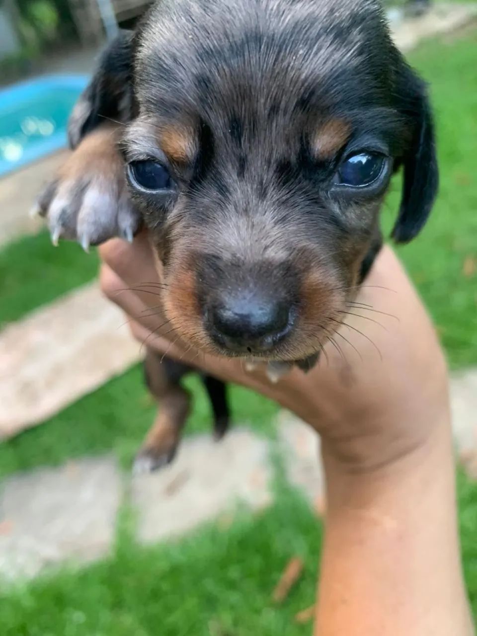 Daschund mini - Foto 3