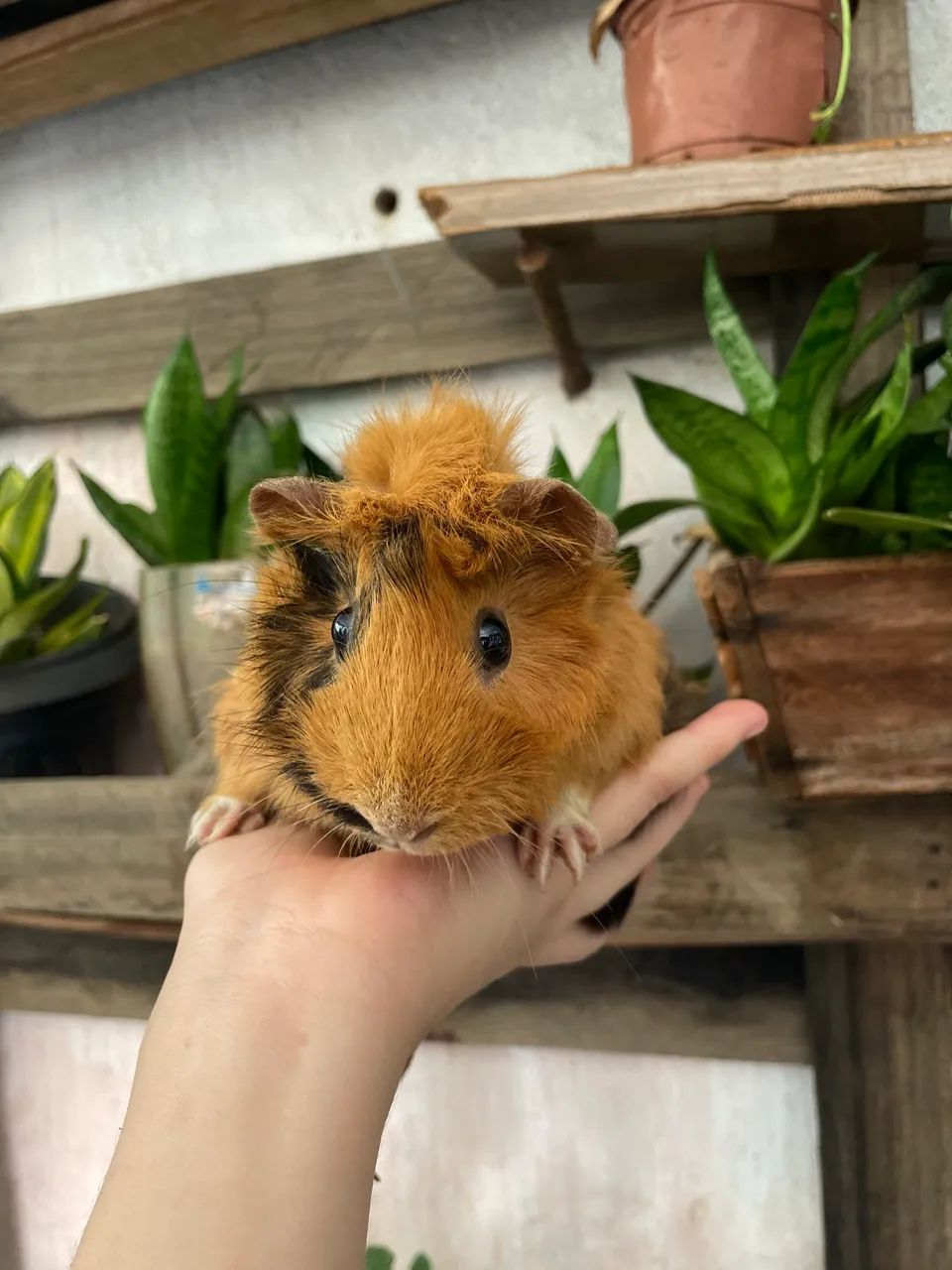 Porquinhos da índia  - Foto 3