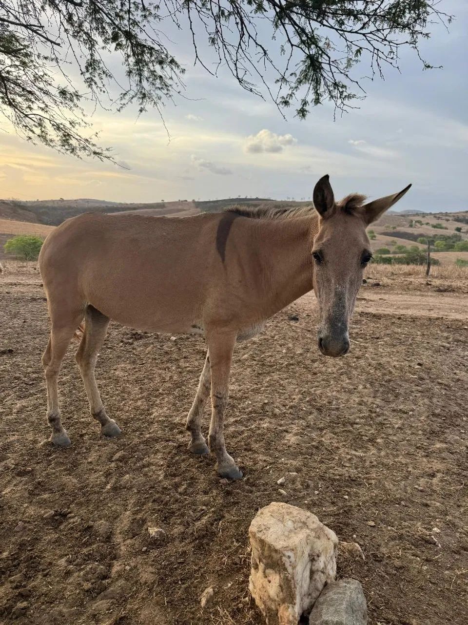 Vendo Burra - Foto 2