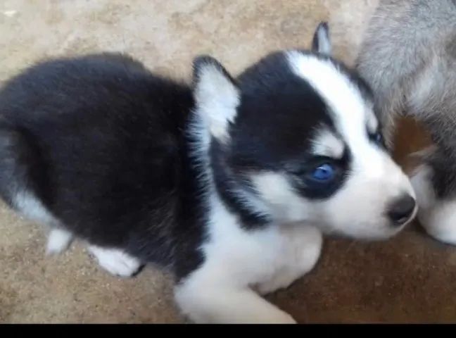 Husky siberiano lindo e saudavel 