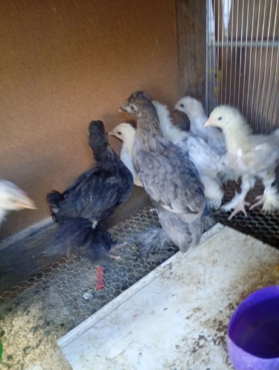 Pintinhos brahma 50 reais a unidade  - Foto 4