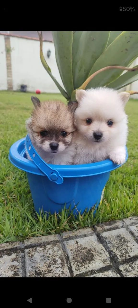 Cachorro  - Foto 5
