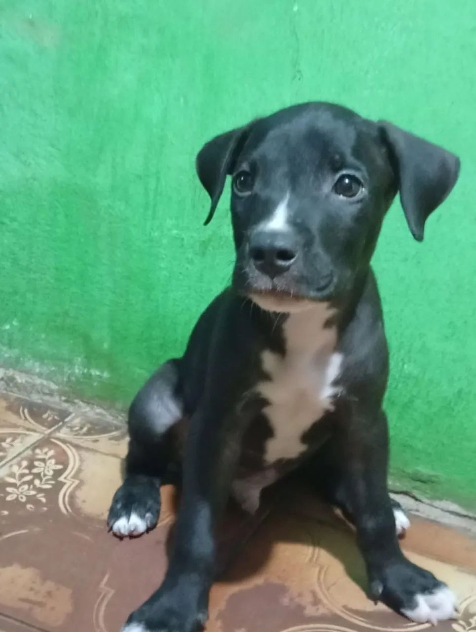 FILHOTE DE PITBULL MACHO À VENDA R$ 300! ? - Foto 2