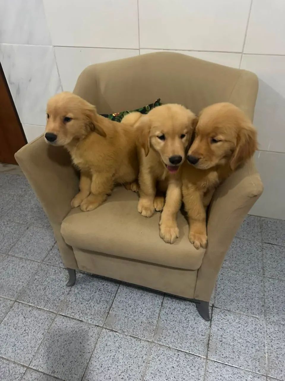 Golden Retriever  - Foto 2