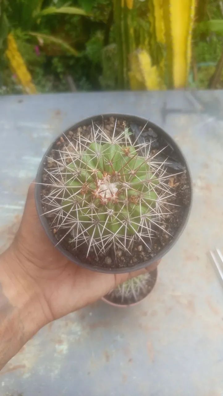 Cacto coroa-de-frade - Foto 5