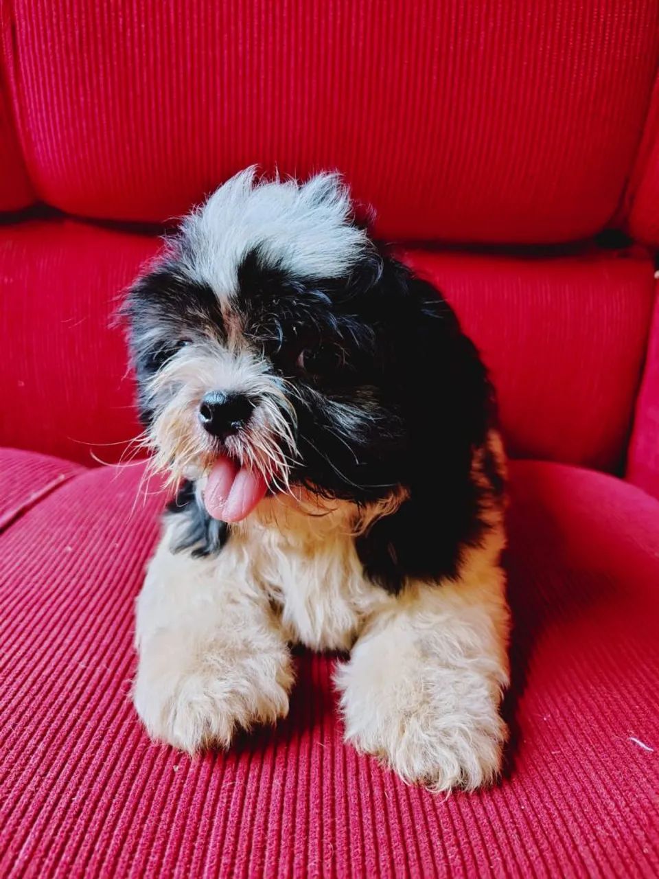 Cachorro ?  - Foto 2